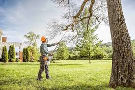 Best Stump Grinding and Removal  in Dayton, TX