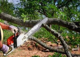 Best Arborist Consultation Services  in Dayton, TX