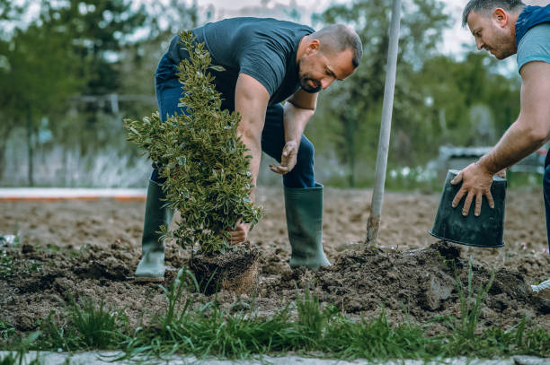 How Our Tree Care Process Works  in  Dayton, TX